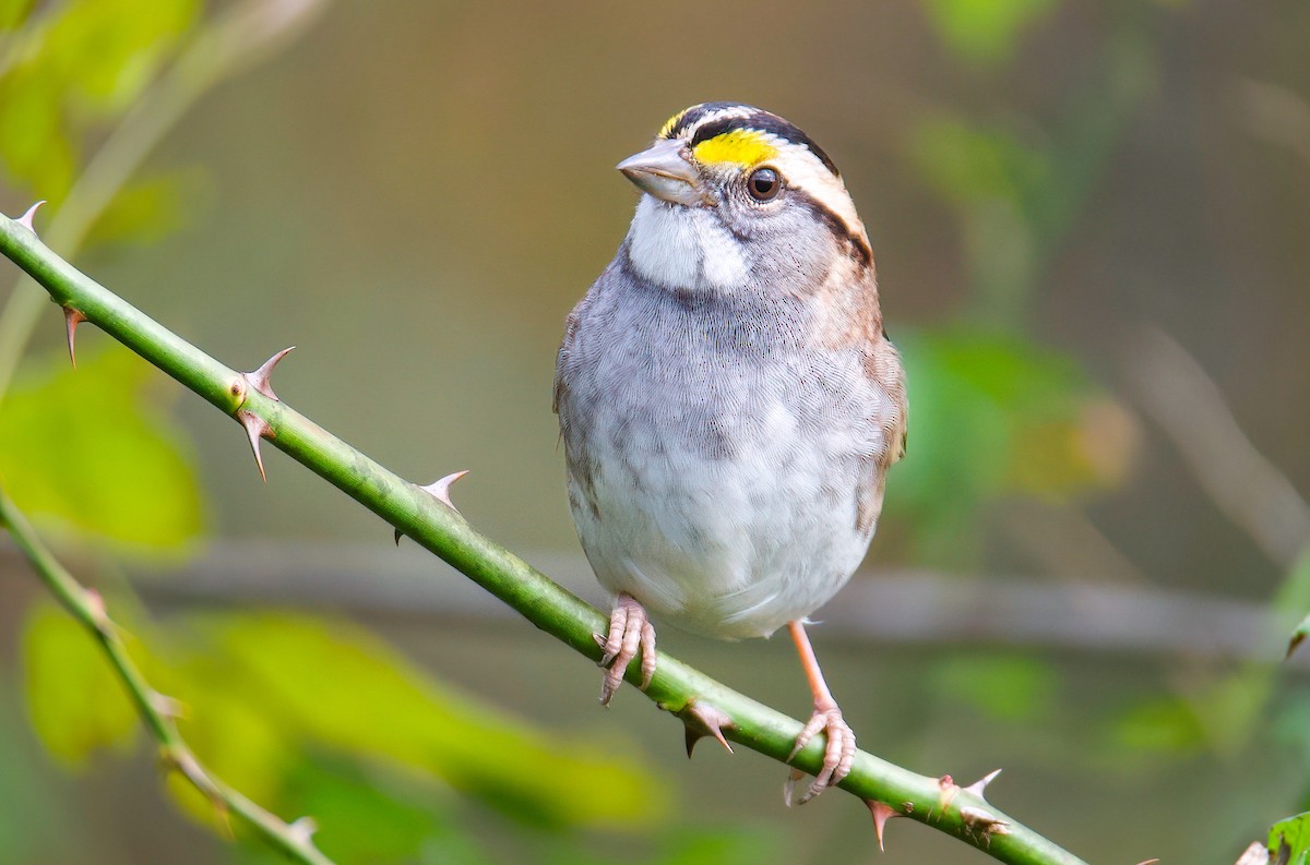 White-throated Sparrow - ML383680191