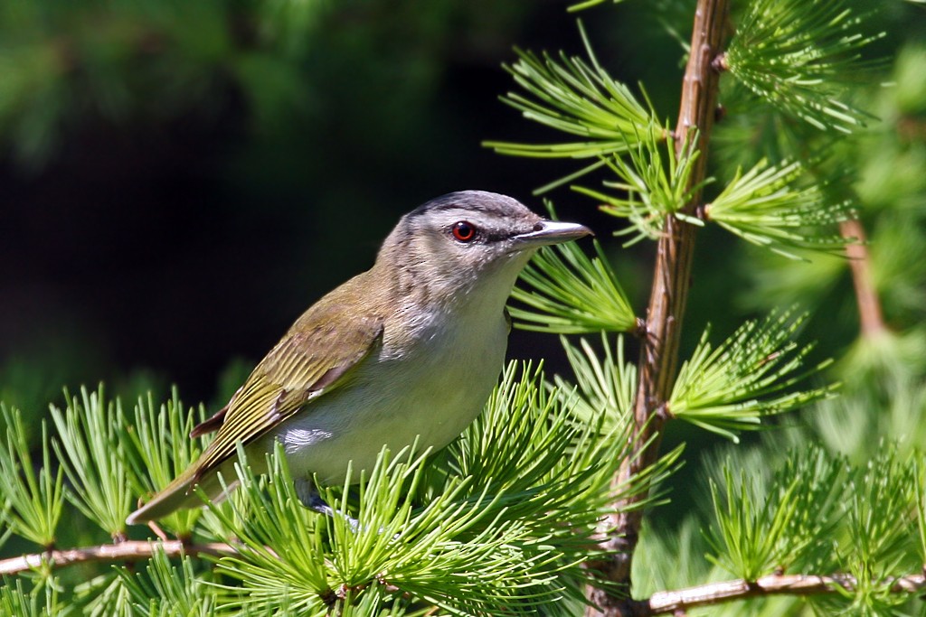 Red-eyed Vireo - Dick Dionne