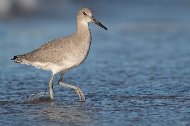 Possible confusion species: Willet (<em class="SciName notranslate">Tringa semipalmata</em>). - Willet - 