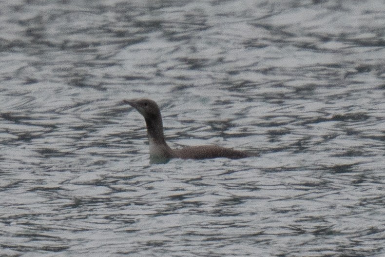 Red-throated Loon - ML383686291