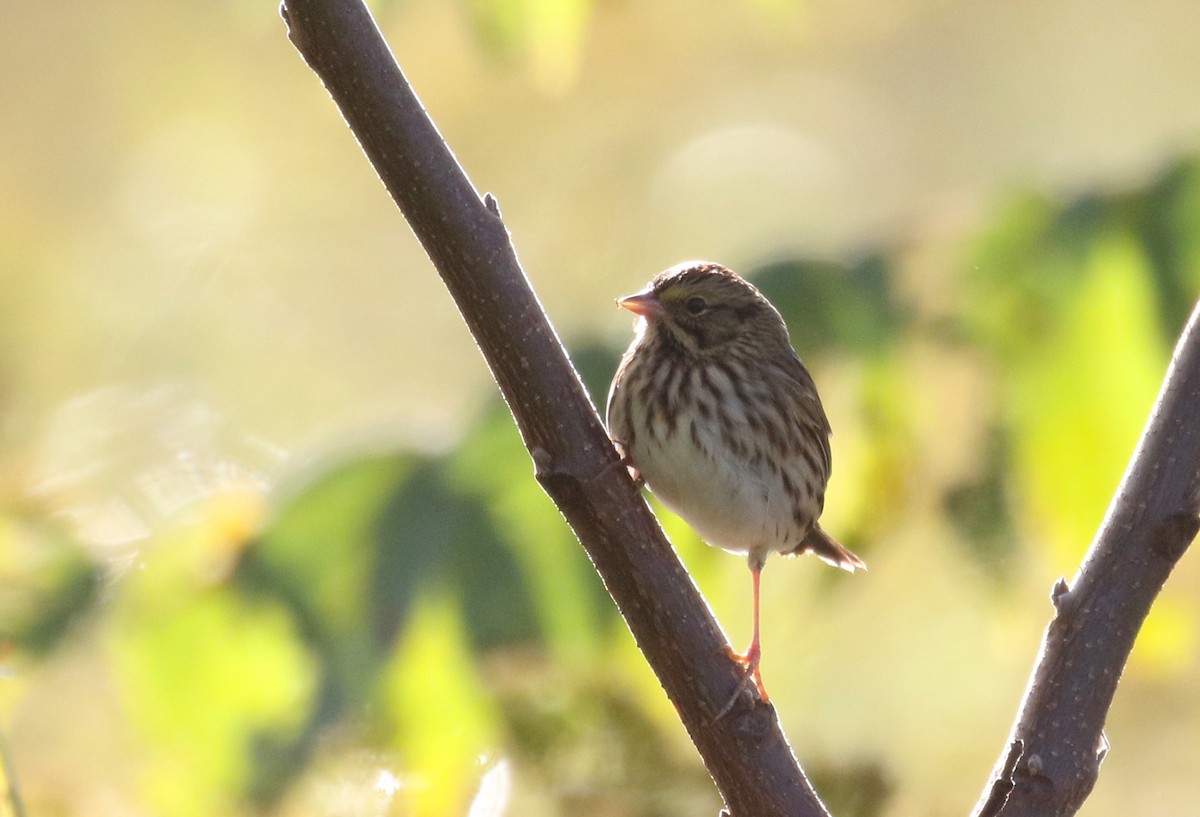 Savannah Sparrow (Savannah) - ML383690801