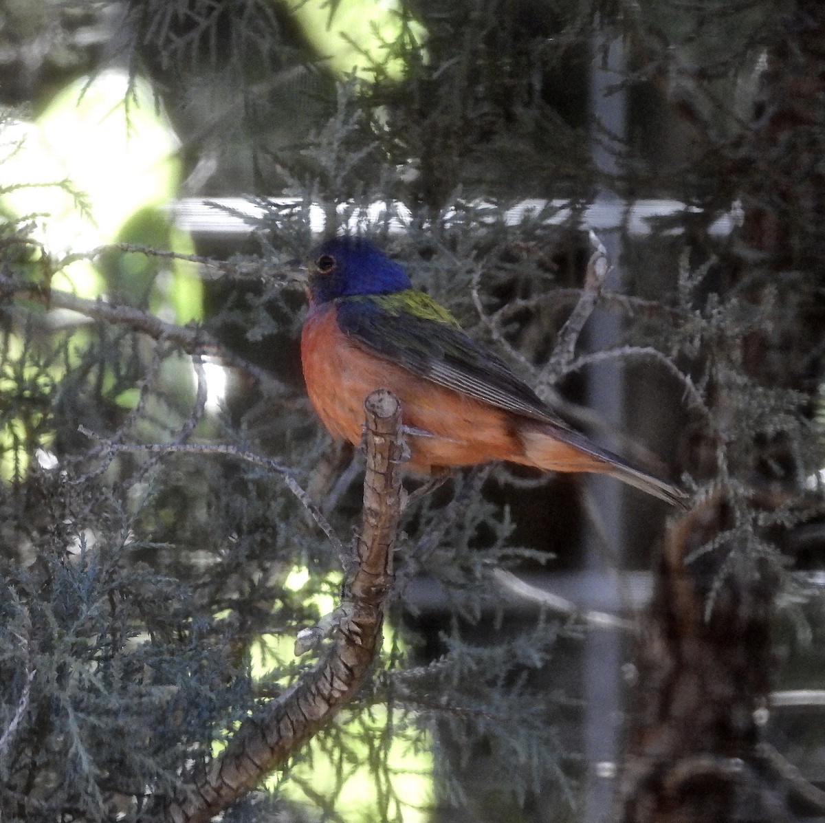 Painted Bunting - ML383696181
