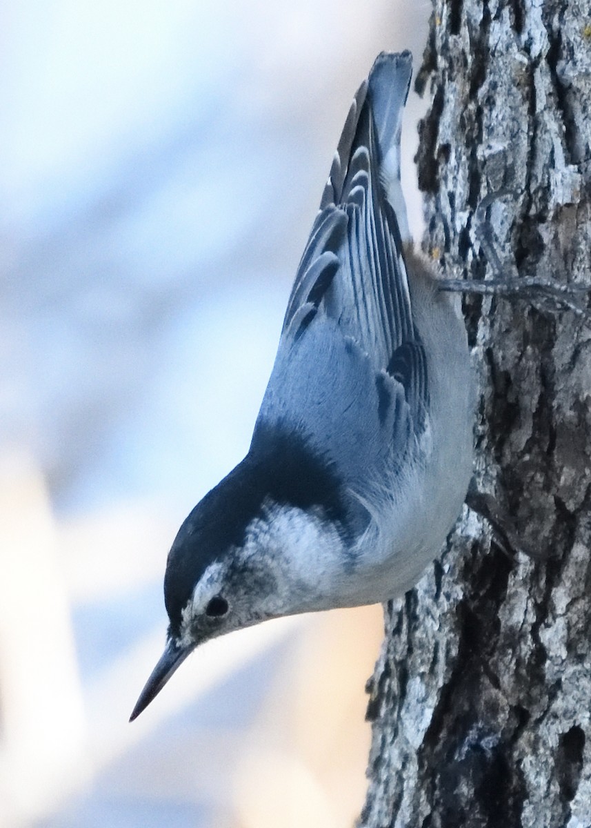 White-breasted Nuthatch (Pacific) - Barbara Peck