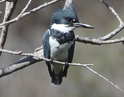 Belted Kingfisher - ML38370361