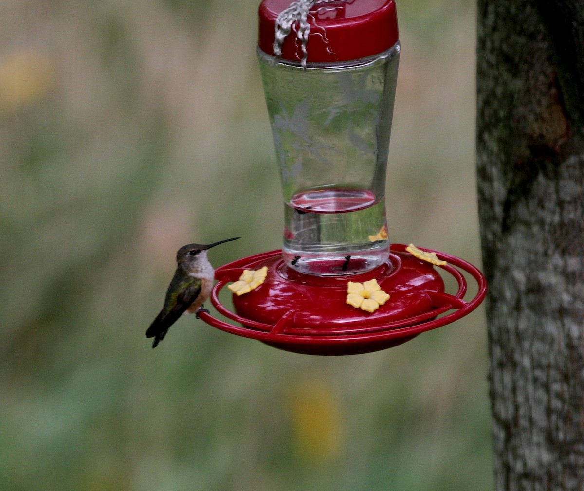 Rufous Hummingbird - Jay McGowan