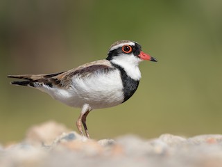  - Black-fronted Dotterel