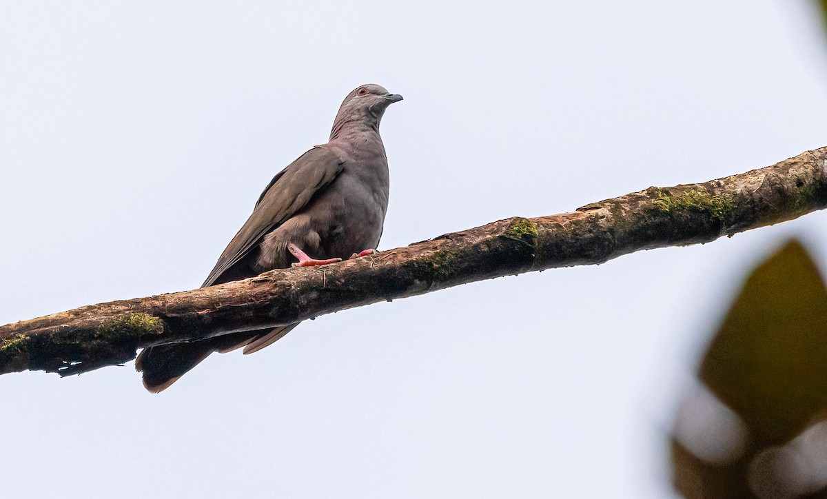 Dusky Pigeon - David Monroy Rengifo