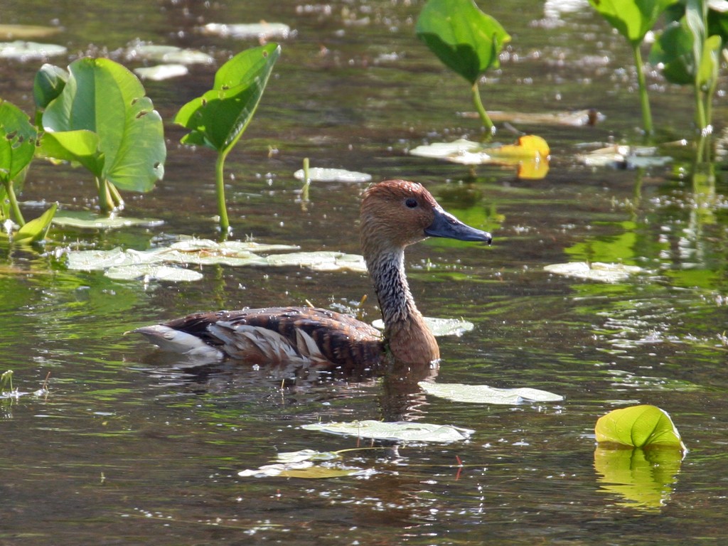 Fulvous Whistling-Duck - Dick Dionne