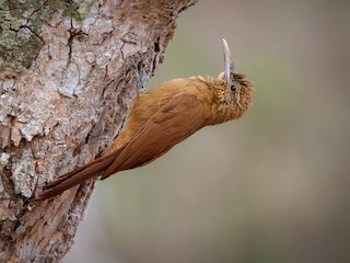  - Black-banded Woodcreeper