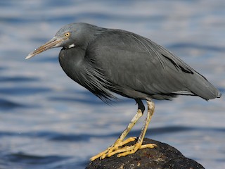  - Pacific Reef-Heron