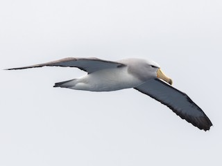 Salvin's Albatross - Thalassarche salvini - Birds of the World