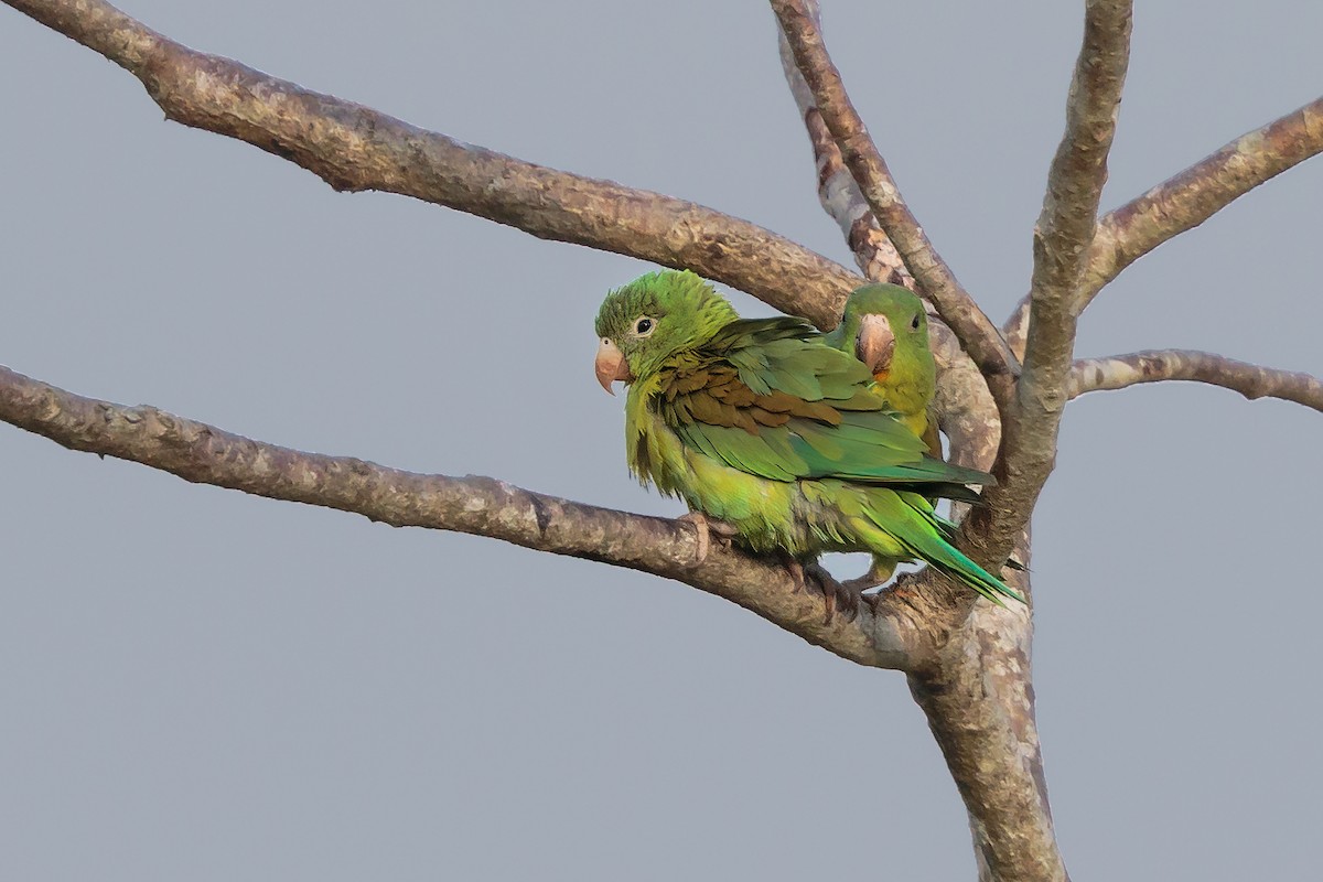 Orange-chinned Parakeet - Bob Bowhay