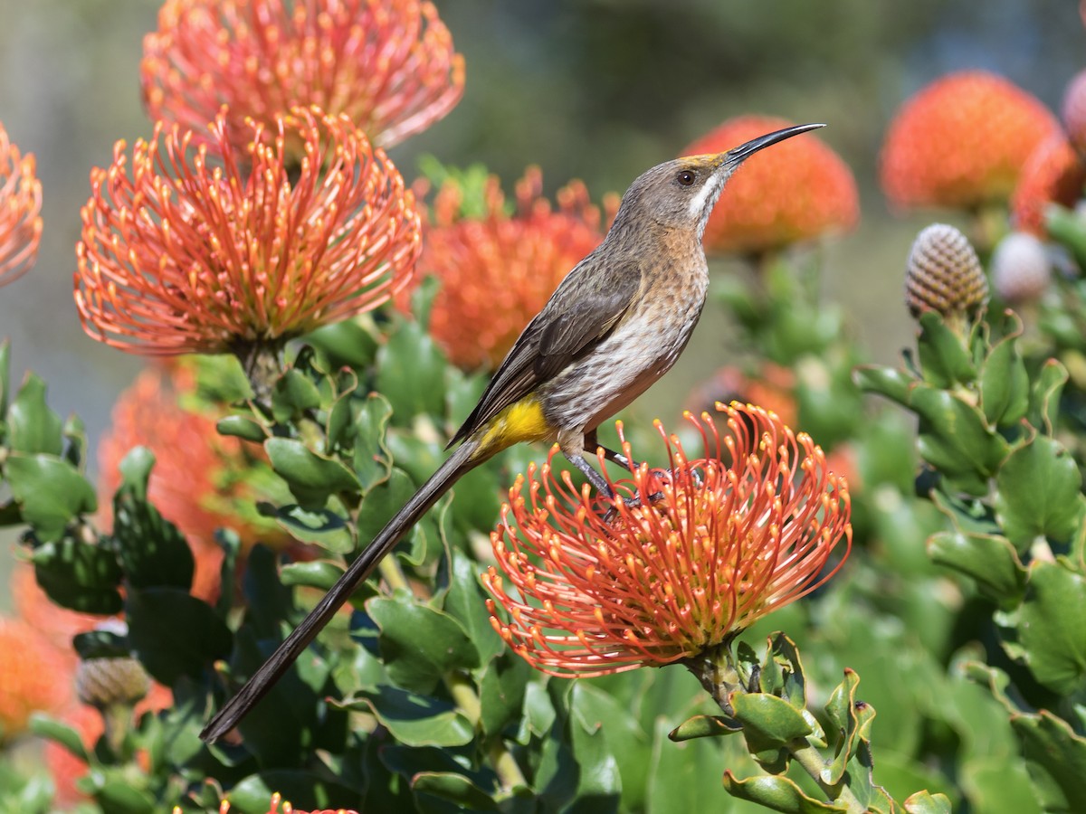 Cape Sugarbird - Promerops cafer - Birds of the World