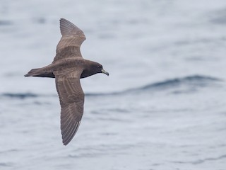  - Parkinson's Petrel