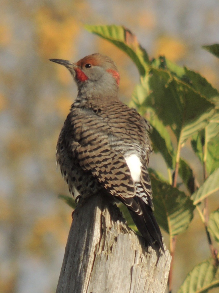 Northern Flicker (Yellow-shafted x Red-shafted) - ML383741741