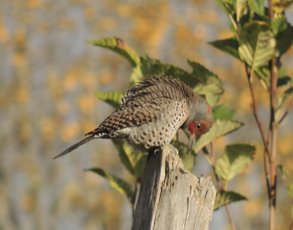 Northern Flicker (Yellow-shafted x Red-shafted) - ML383742391