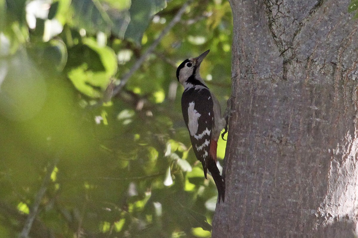 Syrian Woodpecker - Ricardo Santamaria