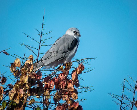 White-tailed Kite - James Kendall