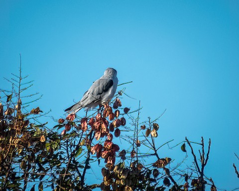 White-tailed Kite - James Kendall