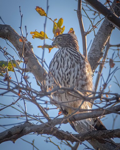 Cooper's Hawk - James Kendall