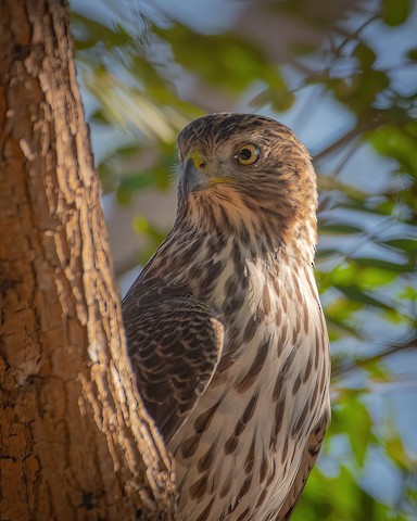 Cooper's Hawk - James Kendall