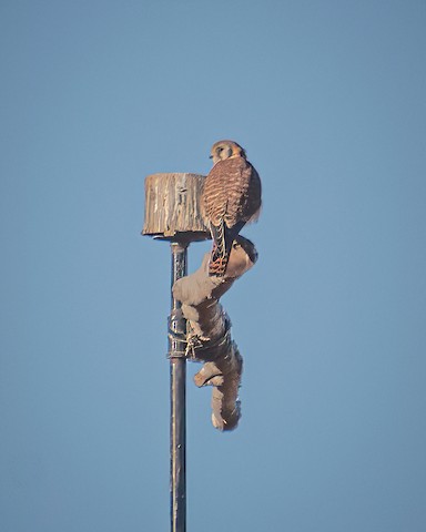 American Kestrel - James Kendall