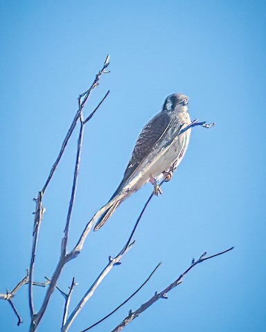 American Kestrel - James Kendall