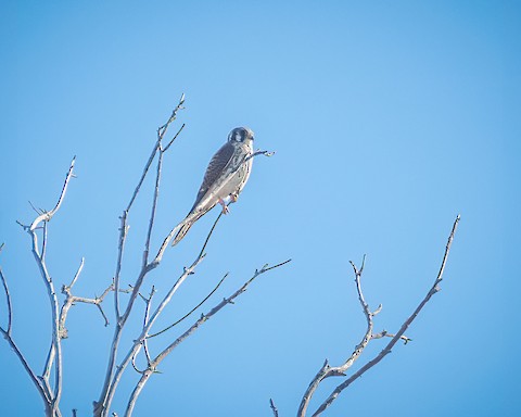 American Kestrel - James Kendall