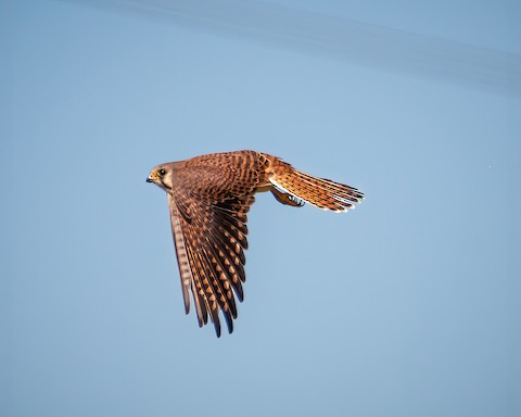 American Kestrel - James Kendall