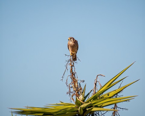 American Kestrel - James Kendall