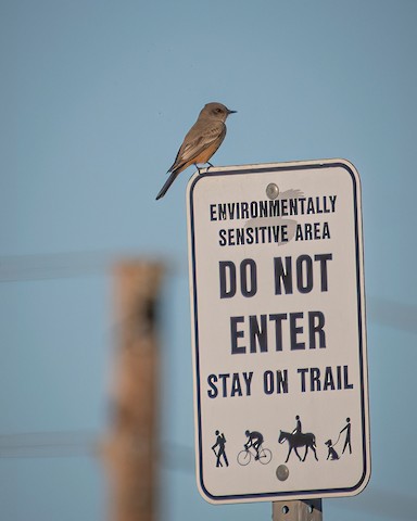 Say's Phoebe - James Kendall