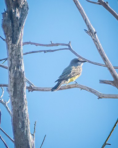 Cassin's Kingbird - James Kendall