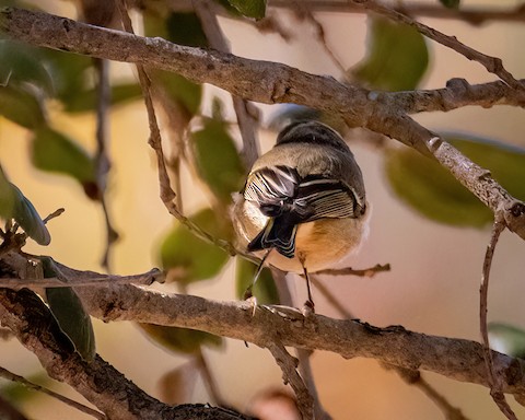 Ruby-crowned Kinglet - James Kendall