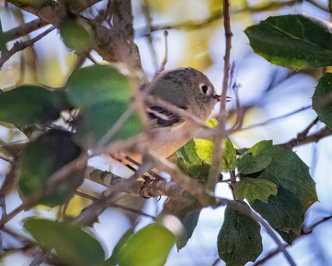 Ruby-crowned Kinglet - James Kendall