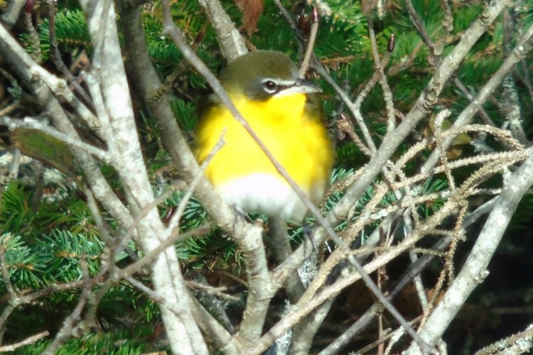 Yellow-breasted Chat - Larry Neily