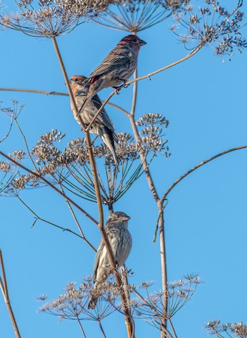 House Finch - James Kendall