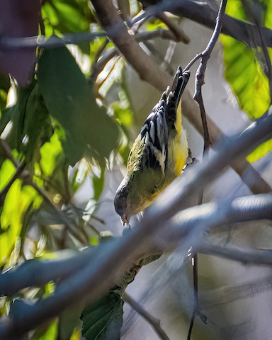 Lesser Goldfinch - James Kendall