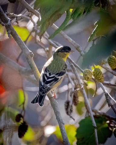 Lesser Goldfinch - James Kendall