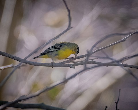 Lesser Goldfinch - James Kendall