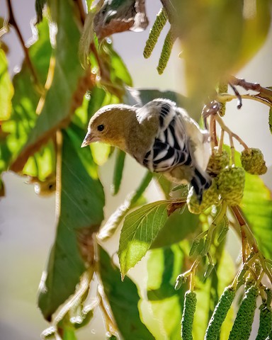 Lesser Goldfinch - James Kendall