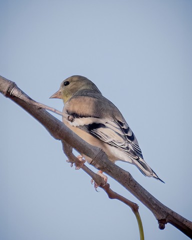 American Goldfinch - James Kendall