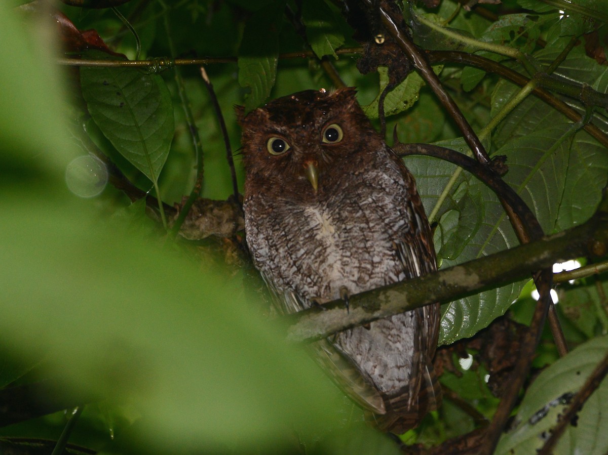 Middle American Screech-Owl (Vermiculated) - Alan Van Norman