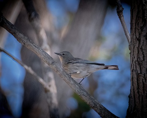 Yellow-rumped Warbler - James Kendall