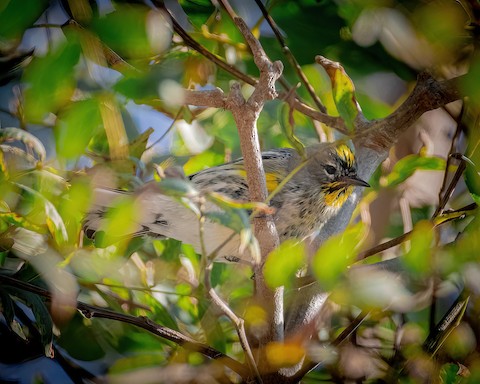 Yellow-rumped Warbler - James Kendall