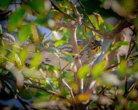 Yellow-rumped Warbler - James Kendall