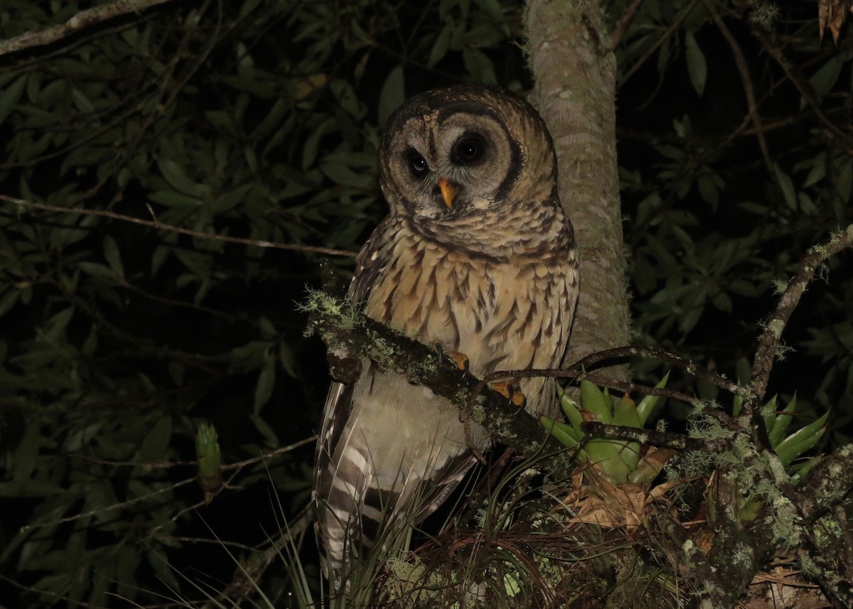 Fulvous Owl - John van Dort
