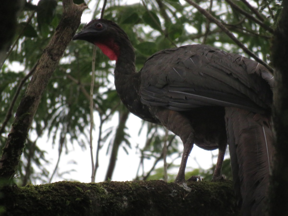Crested Guan - ML38375591