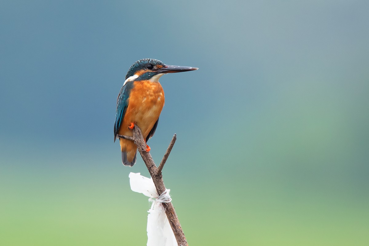 Common Kingfisher (Common) - Ayuwat Jearwattanakanok