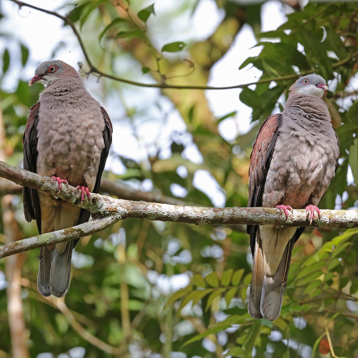 Mountain Imperial-Pigeon - ML383782531