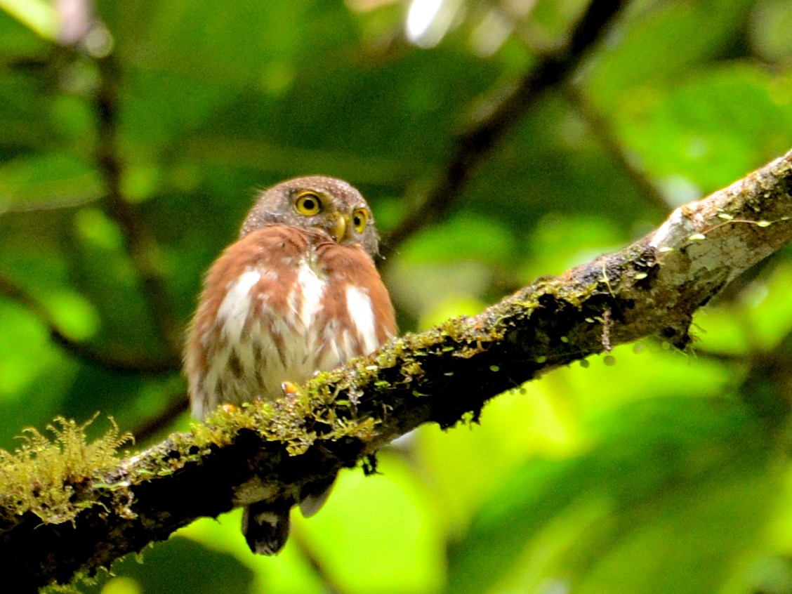 Central American Pygmy-Owl - Alan Van Norman